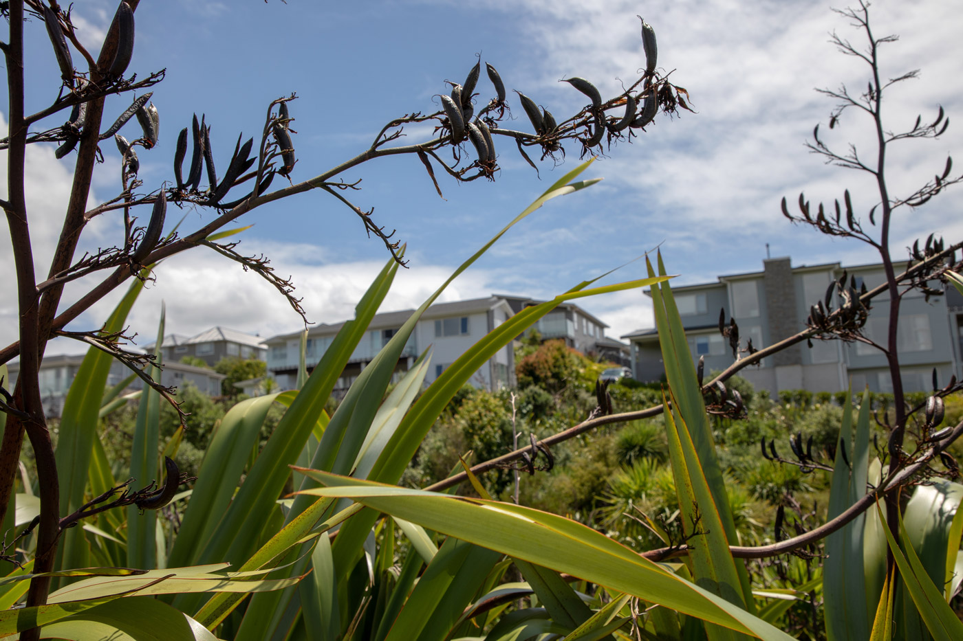 native plant regeneration