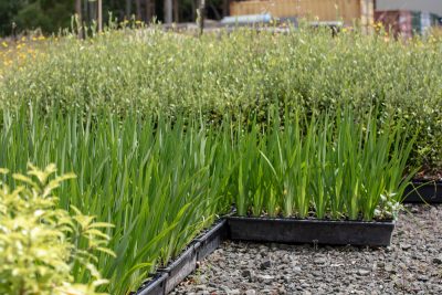 signature-plants-182A0212