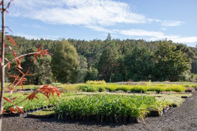 wholesale-nursery-auckland-oratia-182A0924