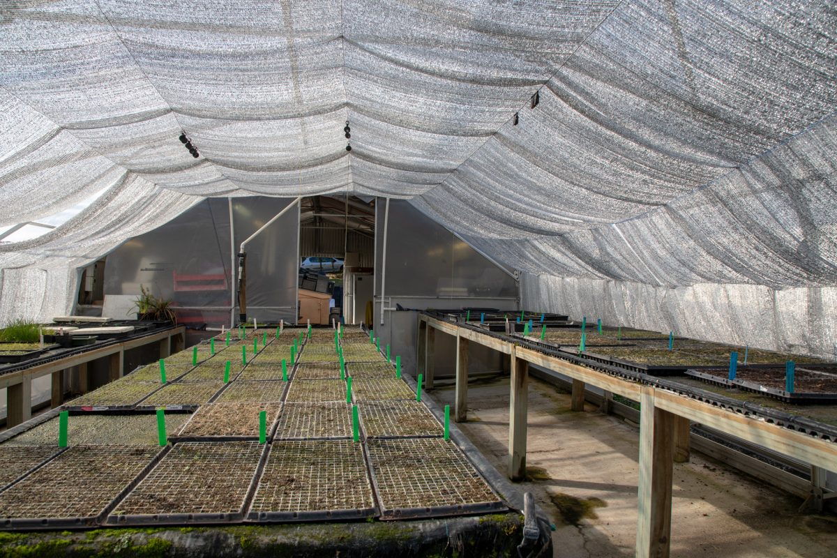wholesale-nursery-auckland-oratia-182A0943