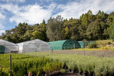 wholesale-nursery-auckland-oratia-182A0948