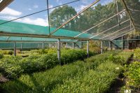 Wholesale Nurseries Auckland - Native Regeneration Specialists