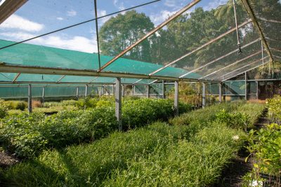wholesale-nursery-auckland-oratia-182A0963