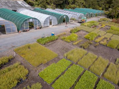 wholesale-nursery-auckland-oratia-DJI_0143