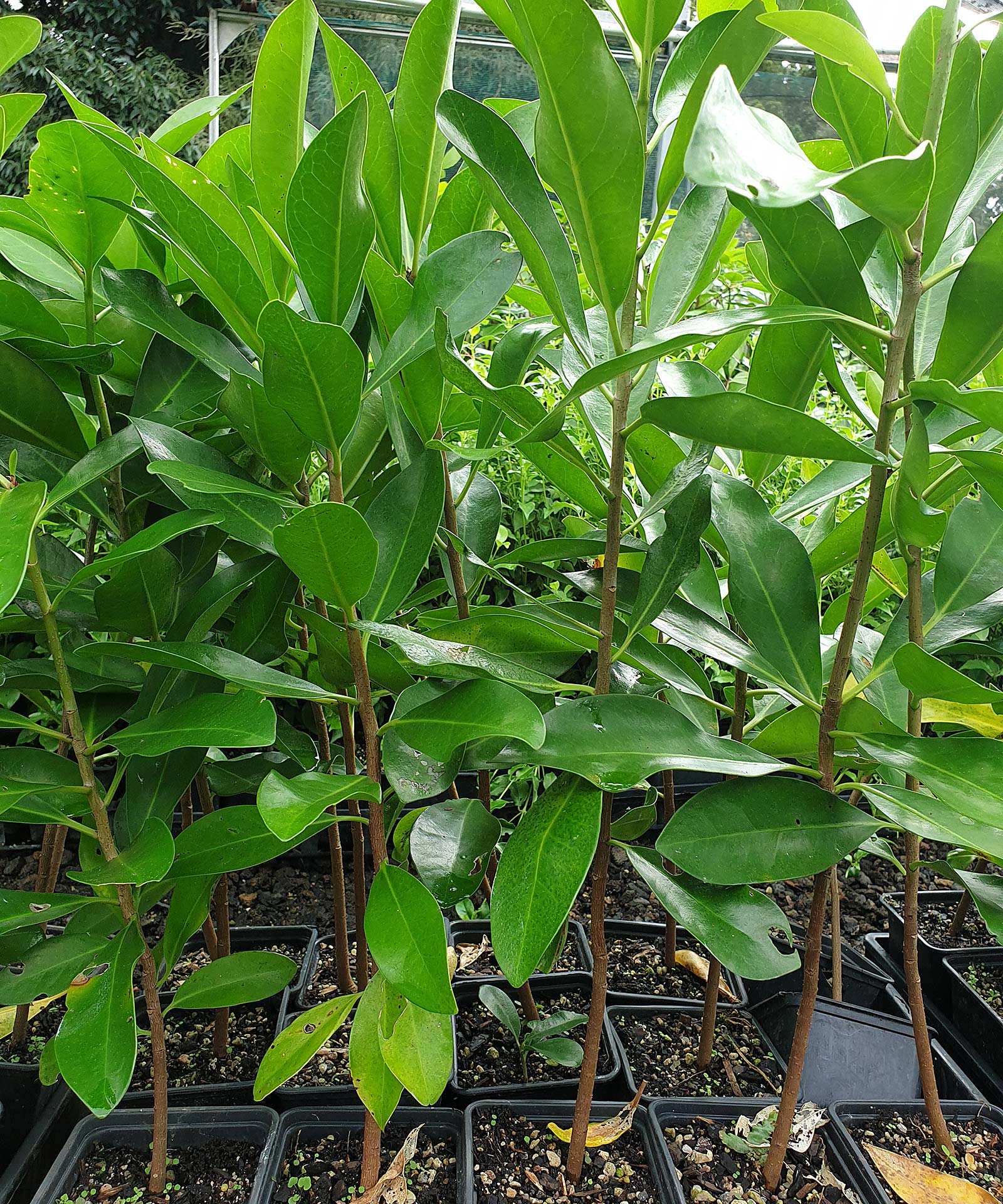 Corynocarpus-laevigatus