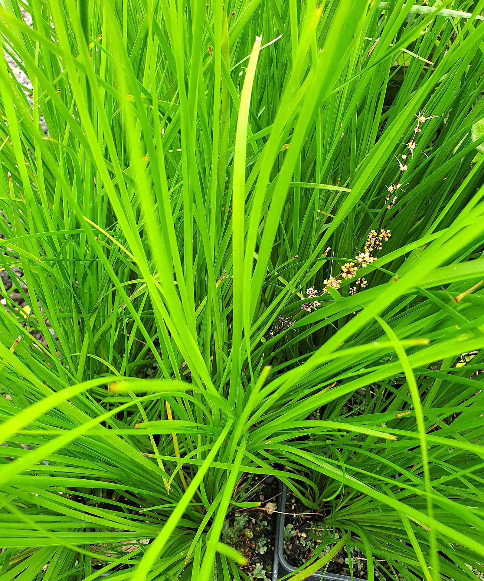 Lomandra-longifolia-Tanika